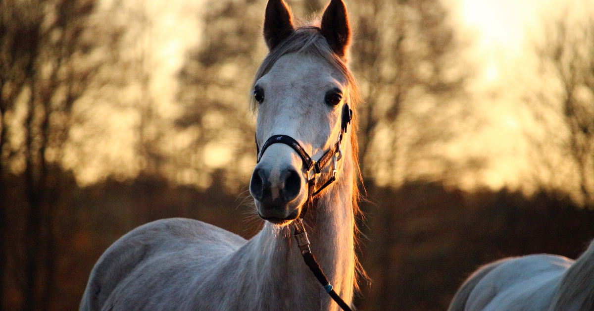 Mon cheval est peureux, comment faire ?