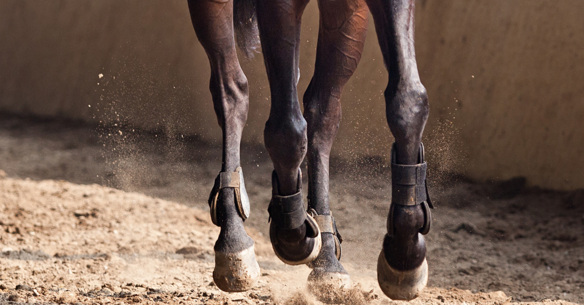 Comment utiliser son corps et ses aides pour être compris par son cheval ?